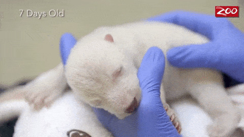 刚出生的小北极熊gif图:北极熊