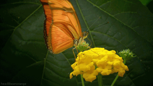 黄花蝴蝶动态图片:蝴蝶