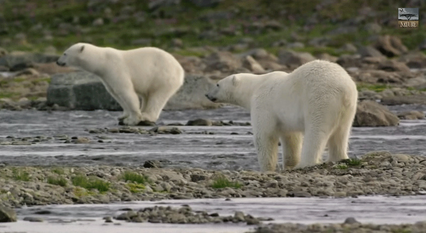 北极熊站在小溪边gif图:北极熊