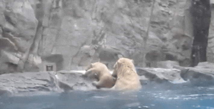 北极熊洗澡动态图:北极熊