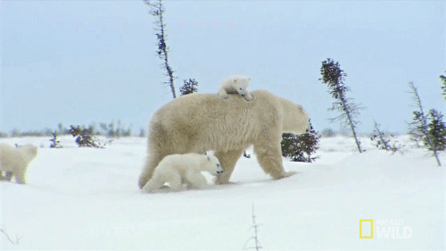 北极熊拖儿带女gif图:北极熊
