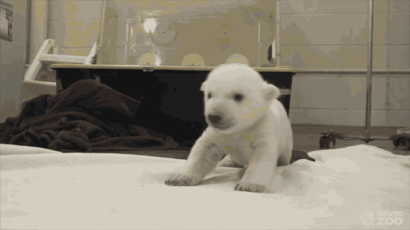 可爱小熊熊动态图片:北极熊