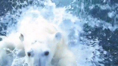 北极熊跳水gif图片:北极熊
