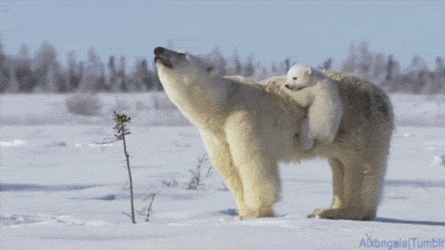 小熊熊爬在妈妈背上闪图:北极熊