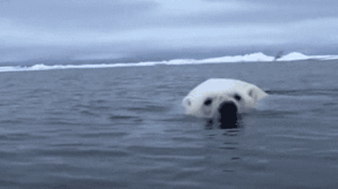 北极熊冰河游泳gif图