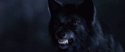 黑狼动态图片:黑狼