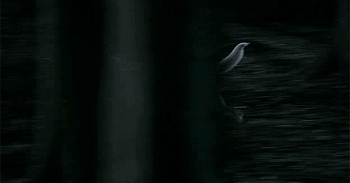 黑夜中奔跑的狼动态图片:狼