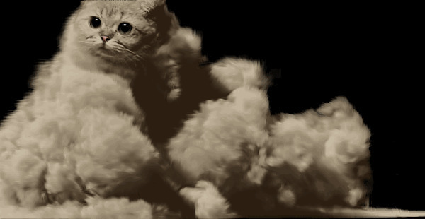 猫猫腾云驾雾动态图片