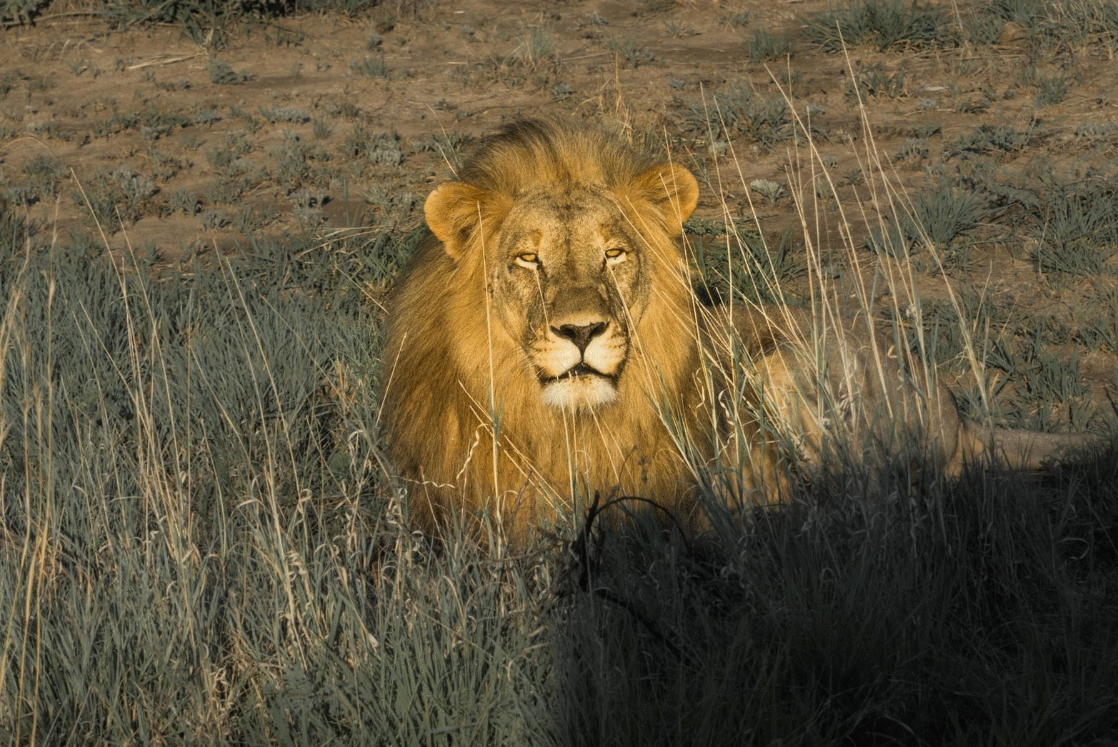 非洲雄狮动态图片:狮子
