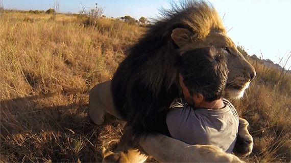 大狮子和人类拥抱gif图