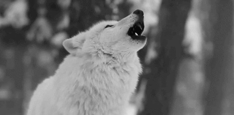 白狼鸣叫动态图片