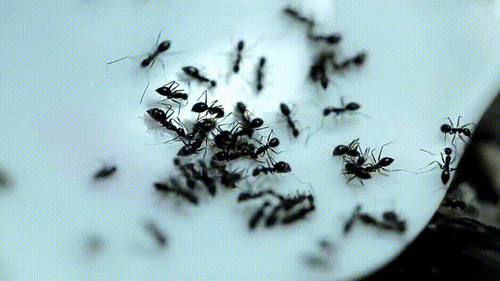 黑蚂蚁聚集动态图片:蚂蚁