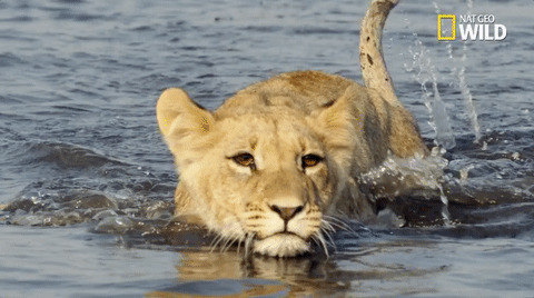 狮子游泳动态图片