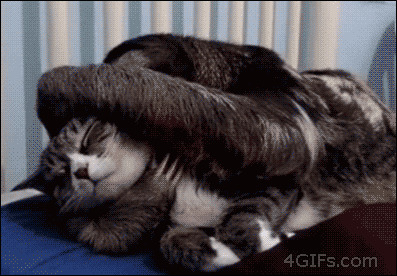 给猫咪挠痒痒gif图片:猫猫