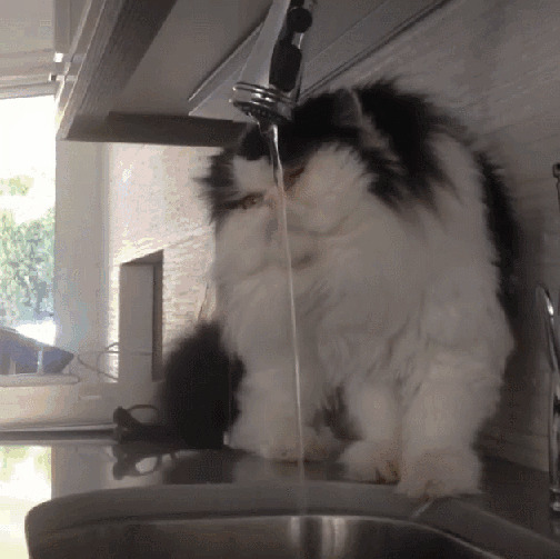 大猫咪喝水gif图片