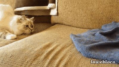 猫咪怕刺猬搞笑图片