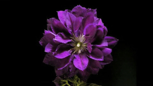 紫色花开动态图片:花开
