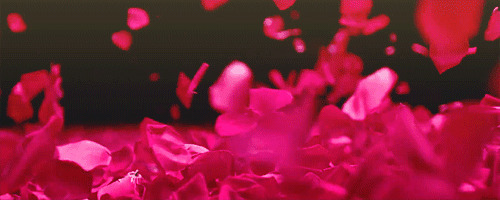 浪漫红色花瓣gif图:花瓣