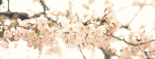 枝头樱花开动态图片:樱花