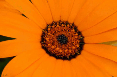 朵朵菊花开动态图片:花开