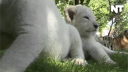 小白狮子动态图片:狮子