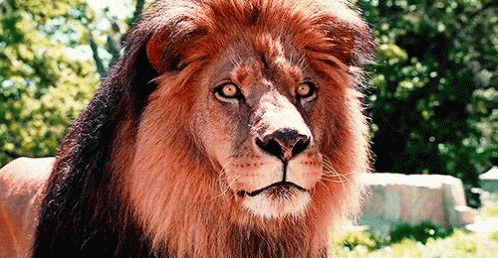 红毛狮子动态图片:狮子