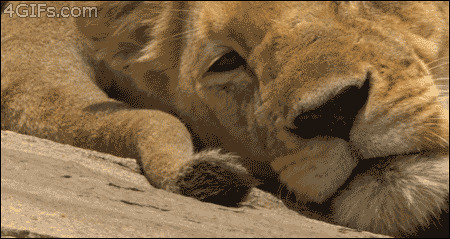 壁虎惊扰狮子动态图片:狮子