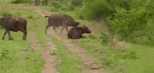 野牛与狮子打斗动态图片:狮子