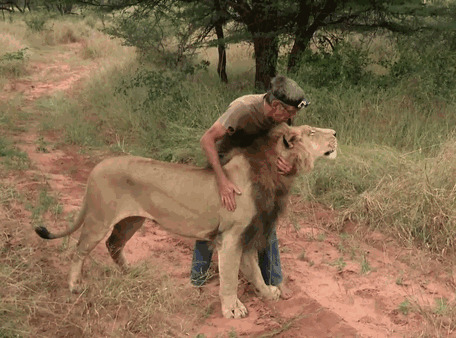 训狮人拥抱狮子动态图片:狮子