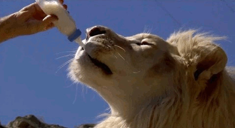 狮子爱喝奶动态图片:狮子