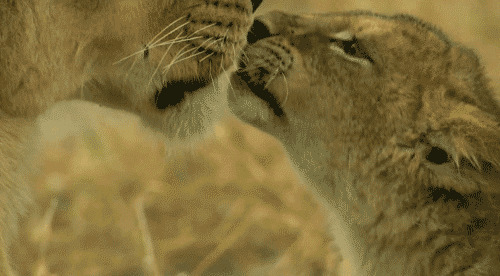 狮子亲情亲吻动态图片