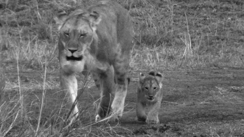 母狮子带领小狮子寻食动态图片