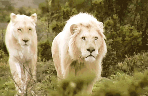 白狮子动态图片:白狮子