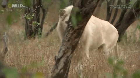 白狮子寻食动态图片:狮子