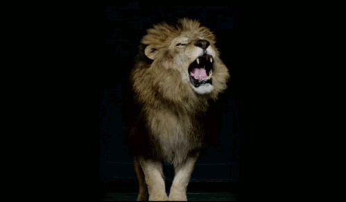 狮子打哈欠动态图片:狮子
