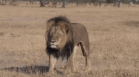 草原上孤单的狮子动态图片:狮子