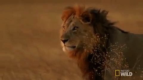 红毛狮子寻食动态图片:狮子