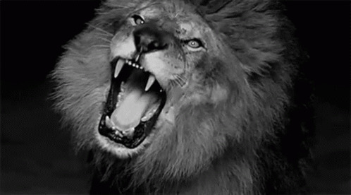 狮子怒吼动态图片