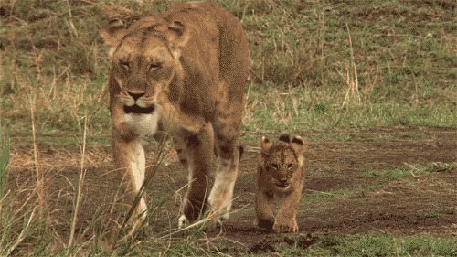 狮子散步动态图片:狮子