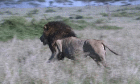 雄狮奔跑动态图片