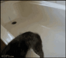猫咪浴缸撒欢搞笑图片:猫猫
