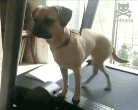 狗狗跑步机锻炼gif图片:狗狗