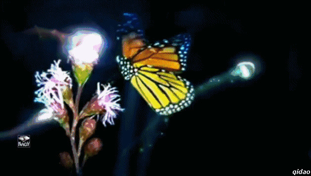 蝴蝶鲜花3D动态图片:蝴蝶