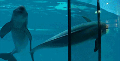 动物园海豚动态图片:海豚