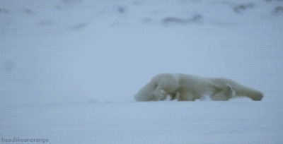 北极熊翻跟头动态图片:翻跟头