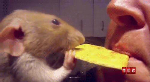 老鼠争吃饼干动态图片:老鼠