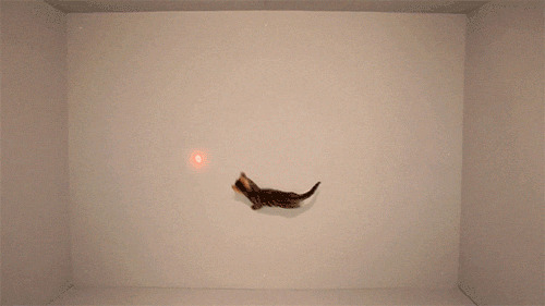 猫咪跟随灯光转圈gif图