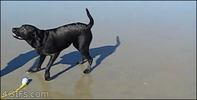 黑狗狂吠动态图片:狗狗