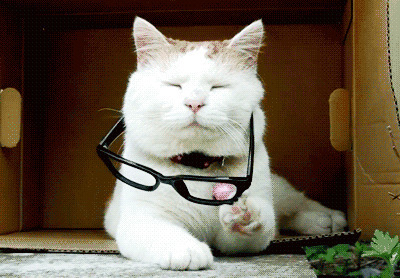 猫咪摘眼镜动态图片