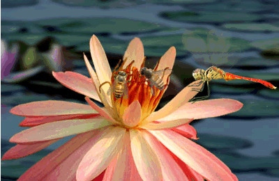 荷塘里的蜻蜓动态图片:蜻蜓